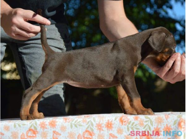 DOBERMAN stenci izlozbenog potencijala