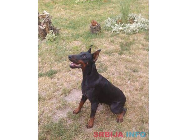 DOBERMAN stenci izlozbenog potencijala