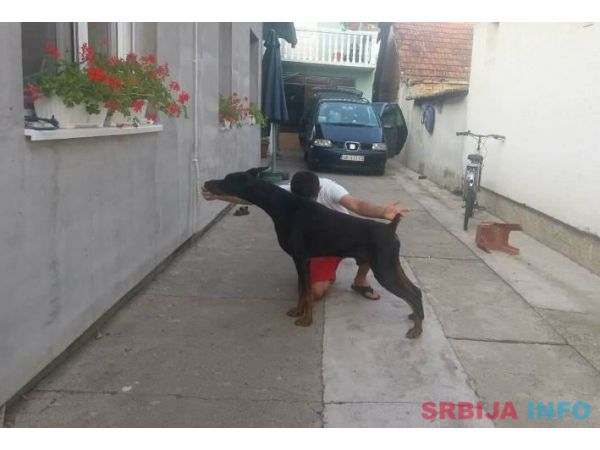 DOBERMAN stenci izlozbenog potencijala