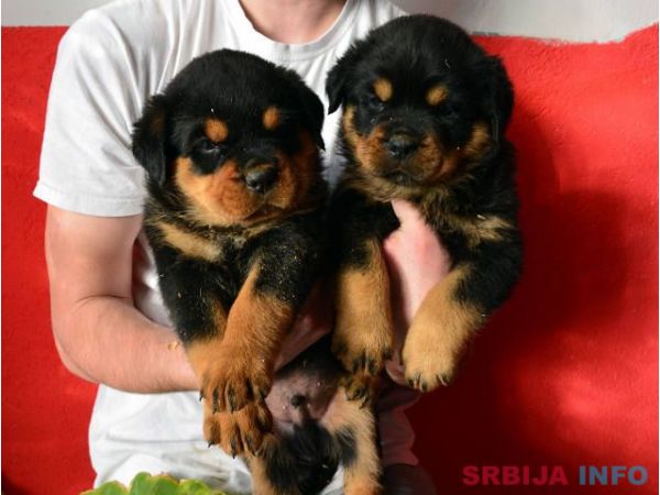 ROTTWEILER stenci vrhunskih samp. linija