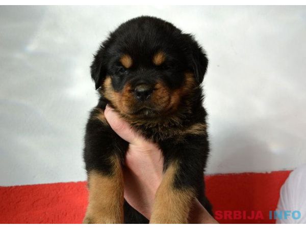 ROTTWEILER stenci vrhunskih samp. linija