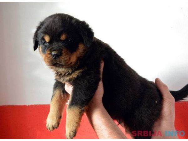 ROTTWEILER stenci vrhunskih samp. linija