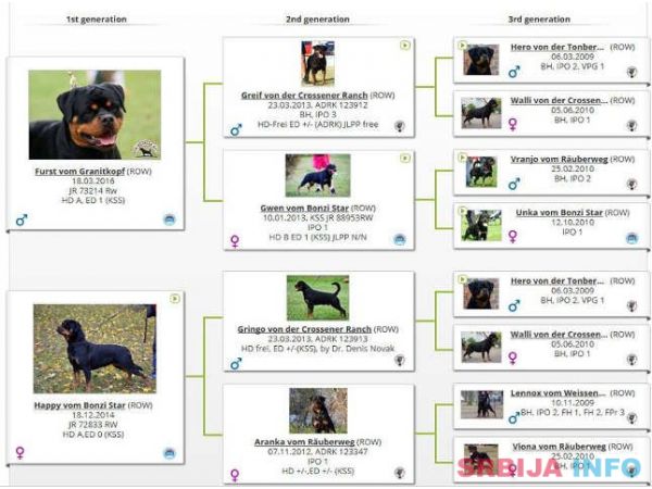 ROTTWEILER stenci vrhunskih samp. linija