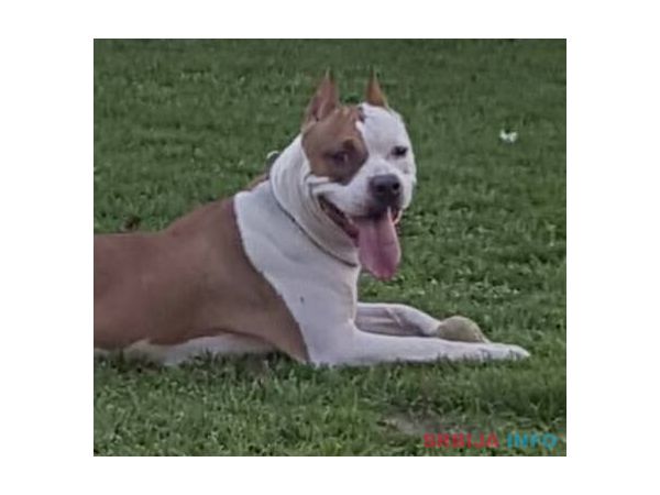 Zenka Americkog stafordskog terijera sam