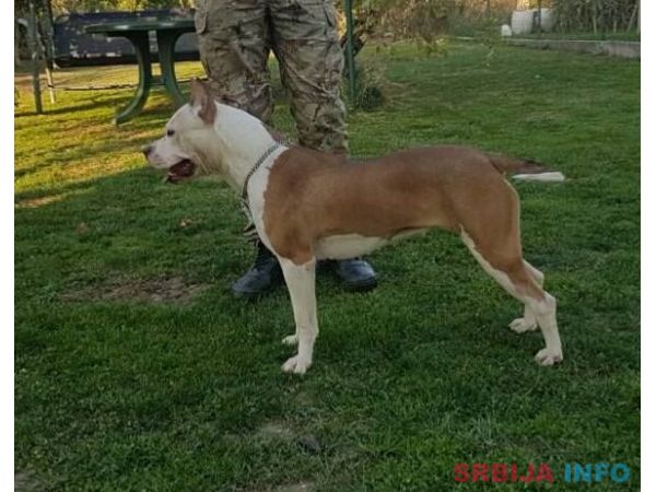 Zenka Americkog stafordskog terijera sam