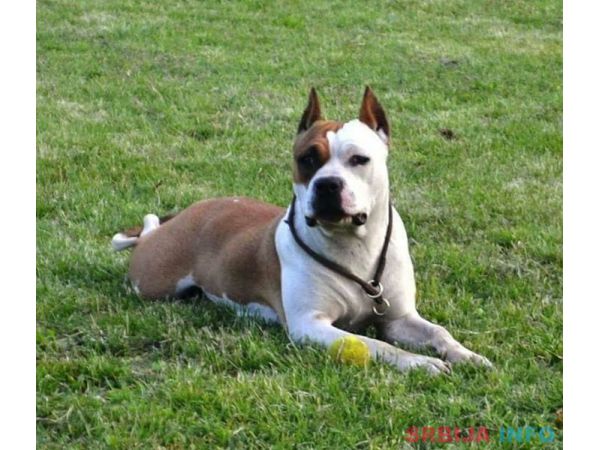 Zenka Americkog stafordskog terijera sam