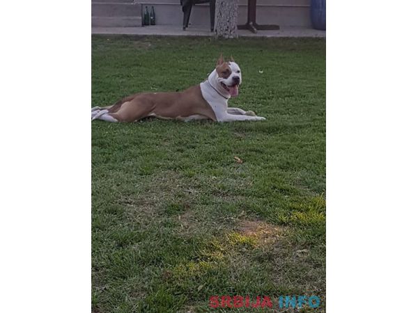 Zenka Americkog stafordskog terijera sam