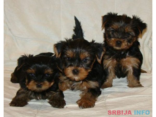 JORKSIRSKI TERIEJER - JORKI stenci