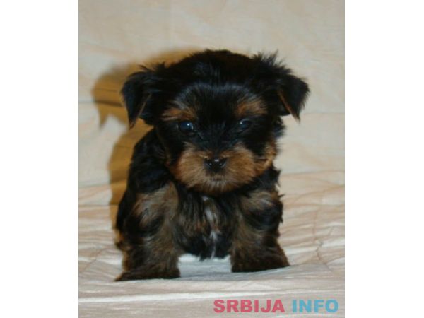 JORKSIRSKI TERIEJER - JORKI stenci