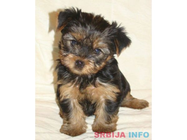 JORKSIRSKI TERIEJER - JORKI stenci