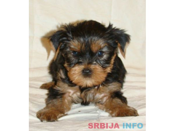 JORKSIRSKI TERIEJER - JORKI stenci