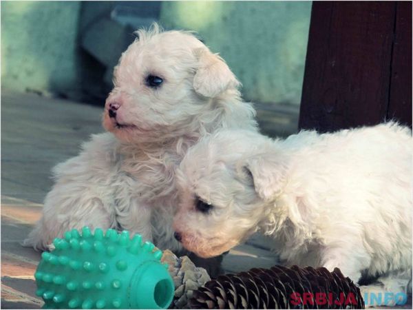 Kovrdzavi bi&scaron;on stenci na prodaju