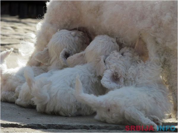 Kovrdzavi bi&scaron;on stenci na prodaju