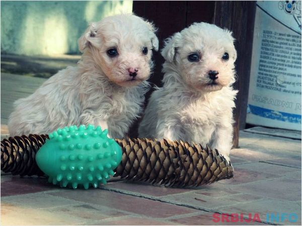 Kovrdzavi bi&scaron;on stenci na prodaju