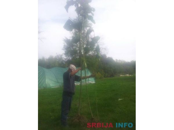 Rasadnik PAULOVNIJE Tosic