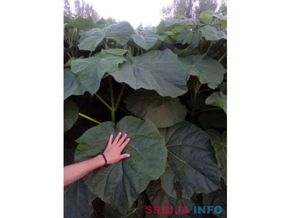 Rasadnik PAULOVNIJE Tosic