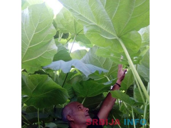 Rasadnik PAULOVNIJE Tosic