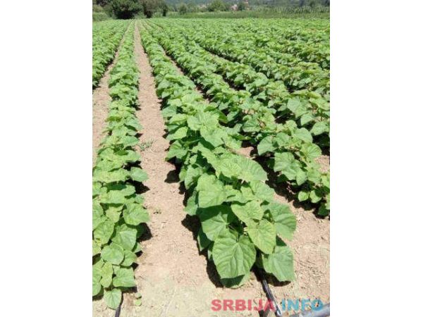 Rasadnik PAULOVNIJE Tosic