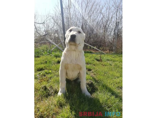 Srednjeazijski ovčar &scaron;tenci