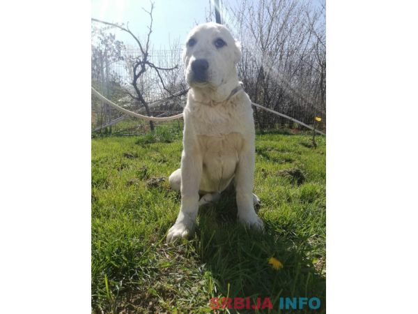 Srednjeazijski ovčar &scaron;tenci