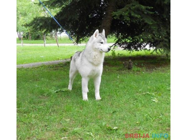 Sibirski Haski muzjak