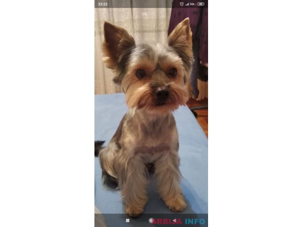 Jorksirski terijer slobodan za parenje