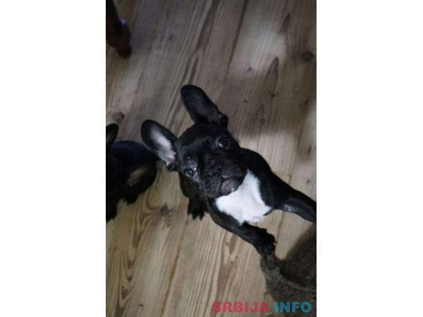 Francuski buldog &scaron;tenci