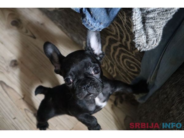 Francuski buldog &scaron;tenci