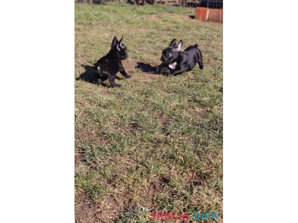 Francuski buldog &scaron;tenci