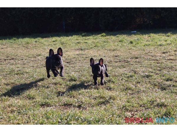 Francuski buldog &scaron;tenci