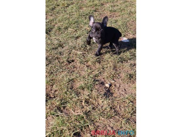 Francuski buldog &scaron;tenci