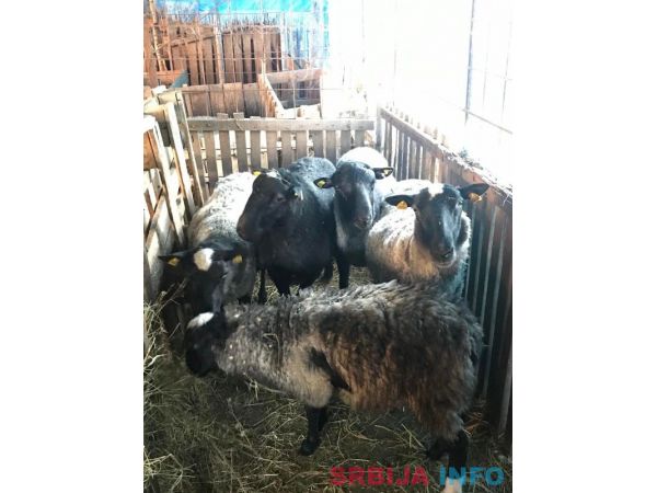 Romanovske ovce umatičene na prodaju