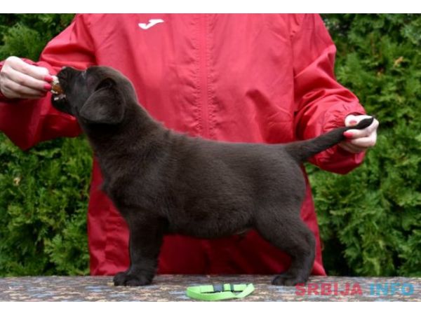 Labrador Retriver, čokoladni, crni i žuti štenci