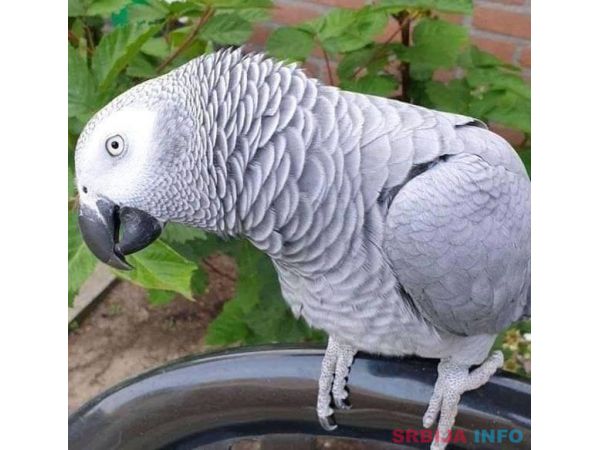 Sivi papagaj 
