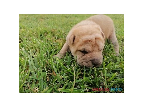 Shar pei - &scaron;ar pej &scaron;tenci