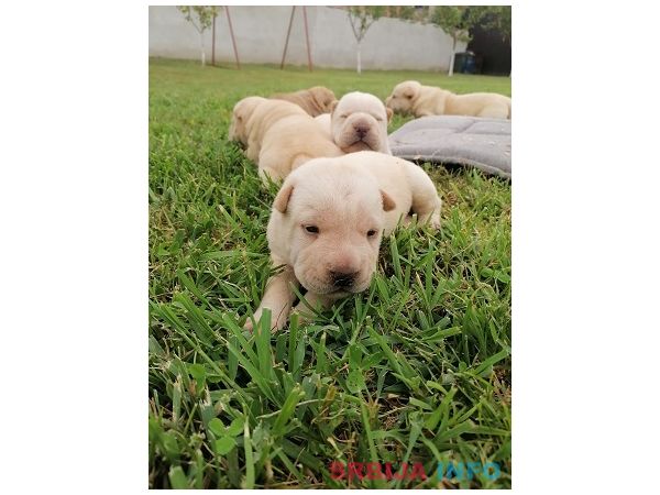 Shar pei - &scaron;ar pej &scaron;tenci