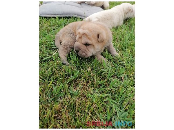 Shar pei - &scaron;ar pej &scaron;tenci