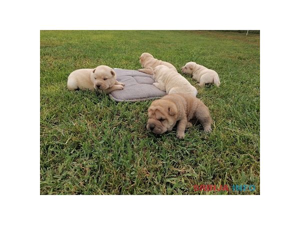 Shar pei - &scaron;ar pej &scaron;tenci