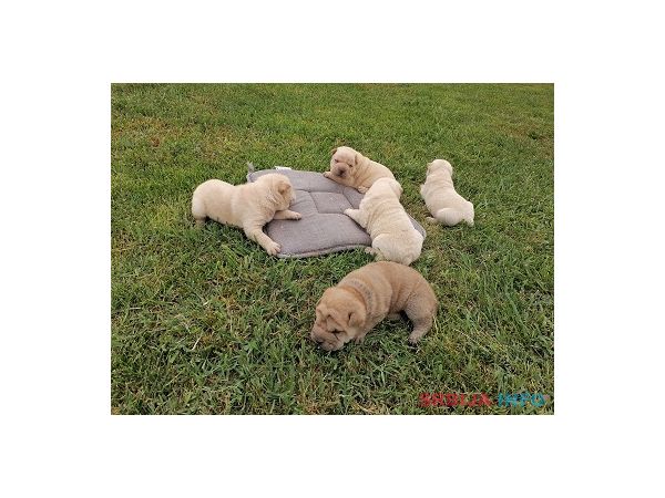 Shar pei - &scaron;ar pej &scaron;tenci