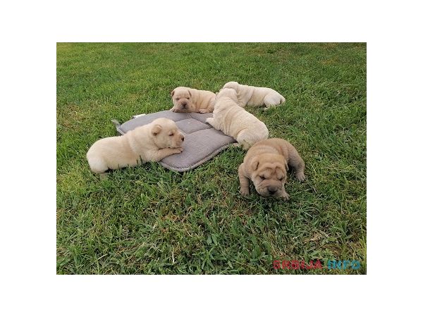 Shar pei - &scaron;ar pej &scaron;tenci
