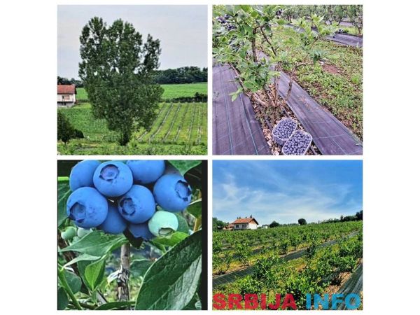 Kuca sa plantazom u blizini Smederevske Palanke