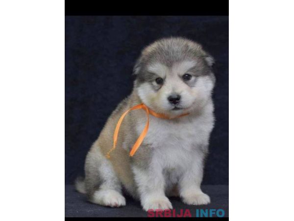 Aljaski malamut &scaron;tenci 