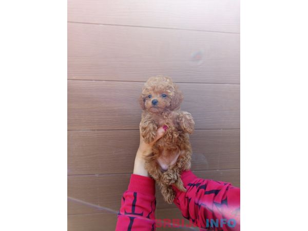 Toy pudle