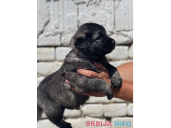 Kavkavski ovčar &scaron;tenci