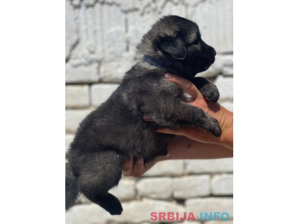 Kavkavski ovčar &scaron;tenci