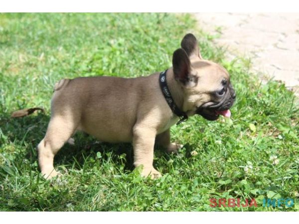 Francuski Buldog &scaron;tenci