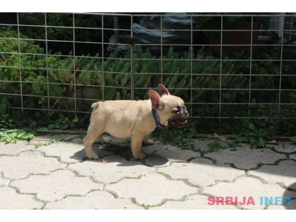 Francuski Buldog &scaron;tenci