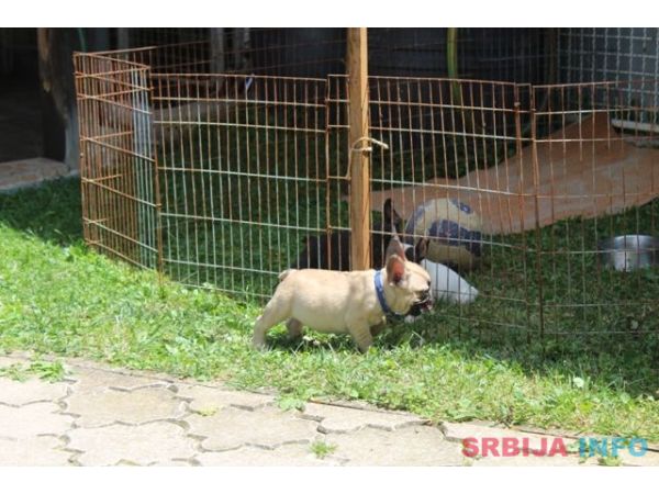Francuski Buldog &scaron;tenci