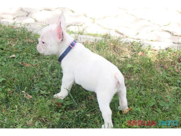 Francuski Buldog &scaron;tenci