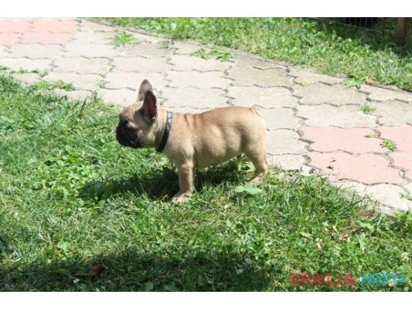 Francuski Buldog &scaron;tenci